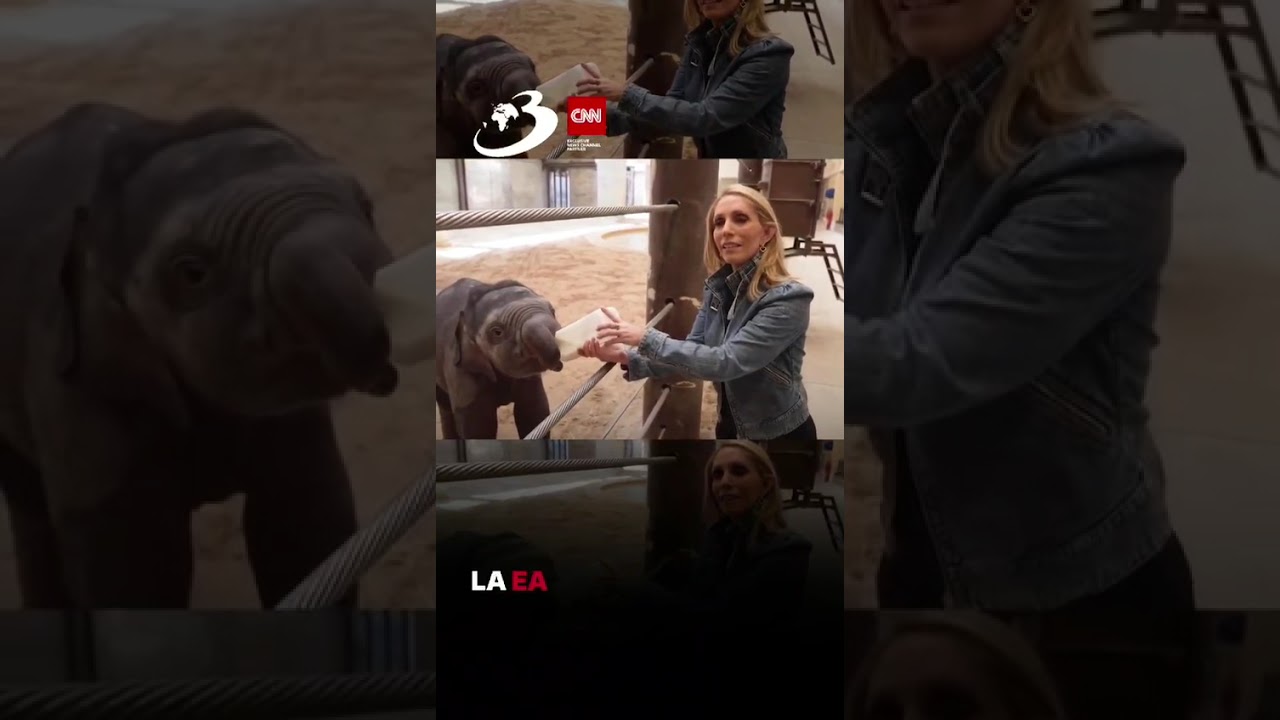 Primul pui de elefant asiatic născut la National Zoo din Washington, după 25 de ani