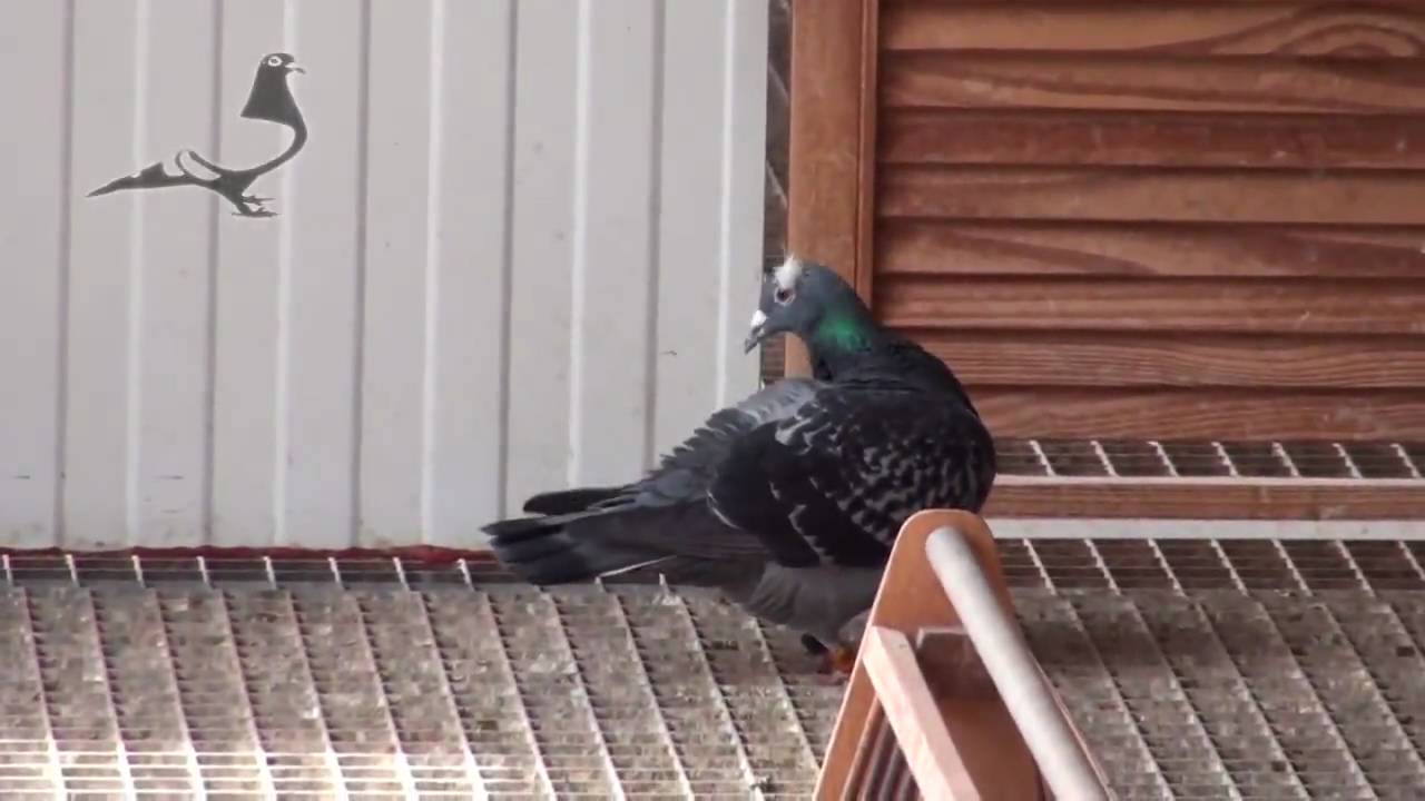 FIRST PIGEON ARRIVED PART-2 - Arona-TENERIFE Race 2010