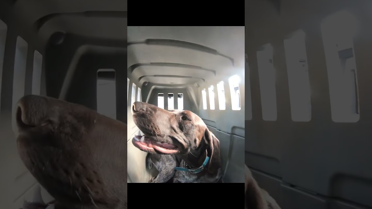 Gunner Kennel ride a long with Bean