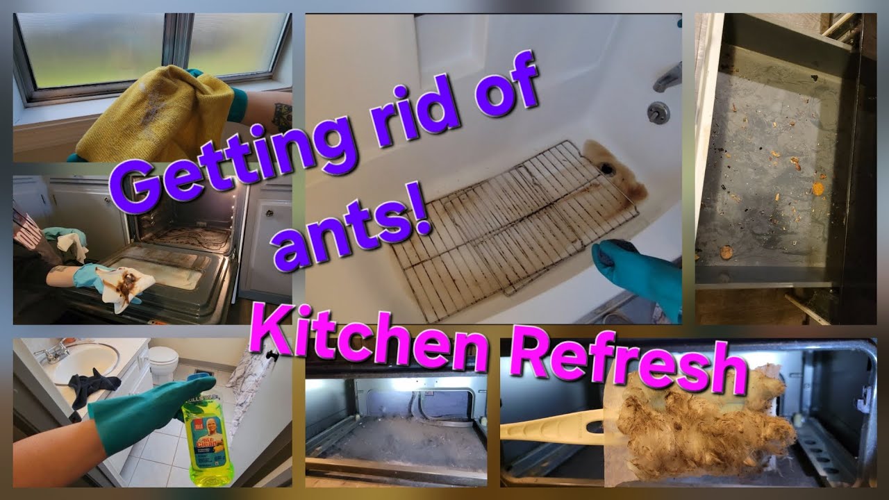 Deep Cleaning DISHES, Oven, Bathroom & Ant-Infested Kitchen Cabinets + Fridge Clean Out 🧼✨