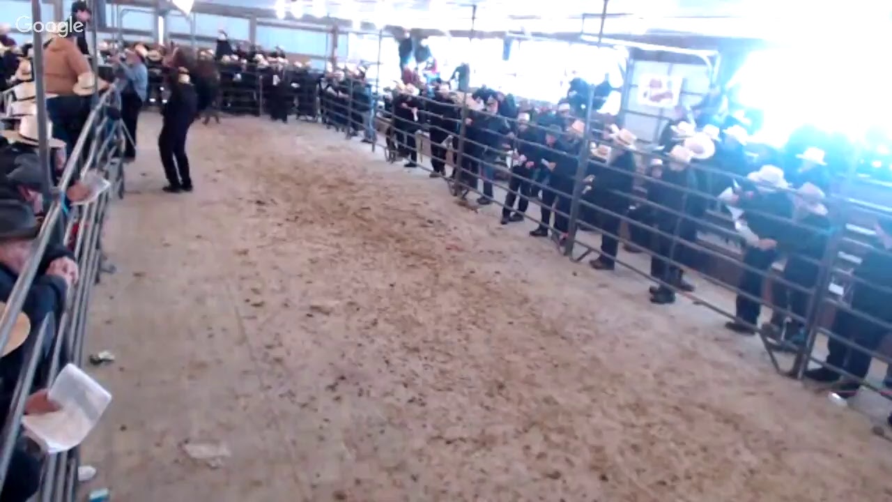 Jonas King Annual Mule Sale Jan 30 2019