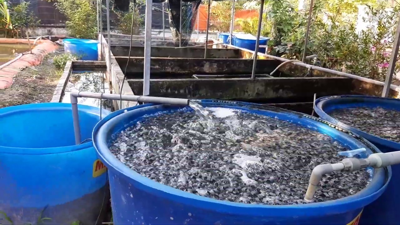 Tập 71...HỆ THỐNG TUẦN HOÀN hoạt động như thế nào! (Eel farm)