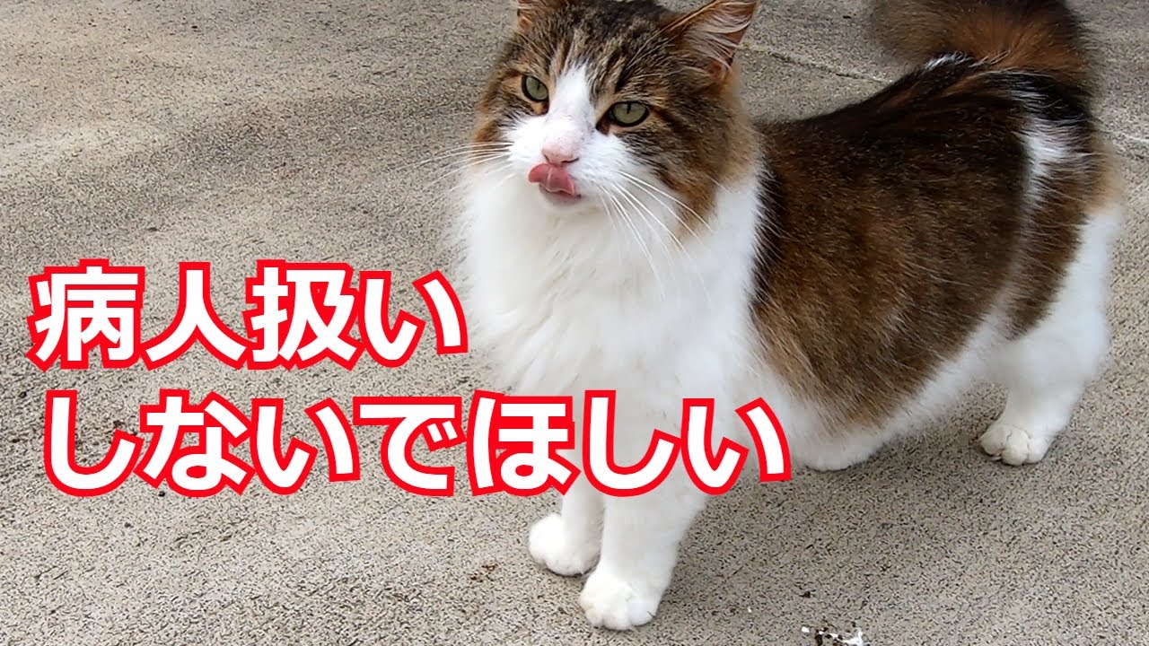 闘病中でも庭遊びに意欲的なメインクーン・マロ