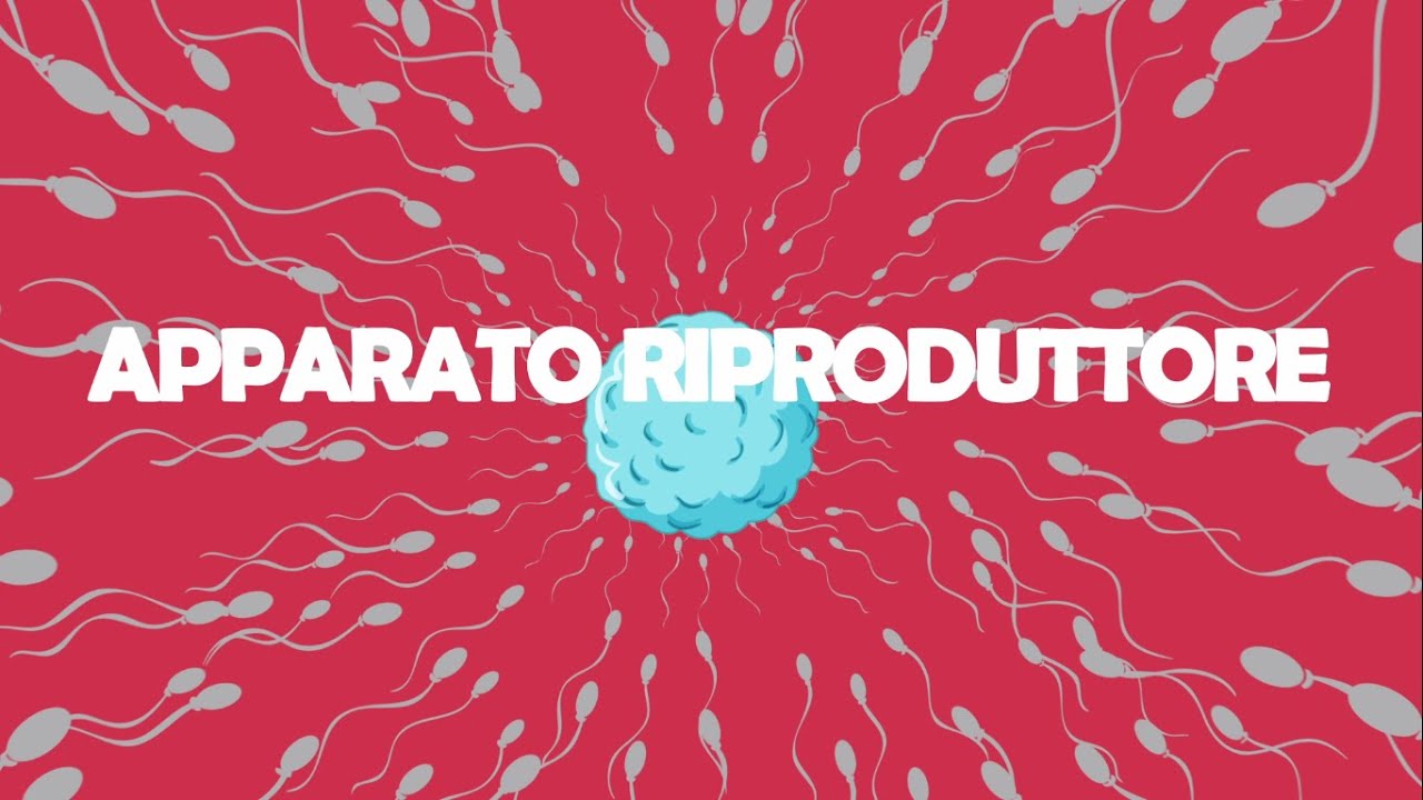 L' apparato riproduttore: apparato genitale femminile e apparato genitale maschile, scuola primaria.