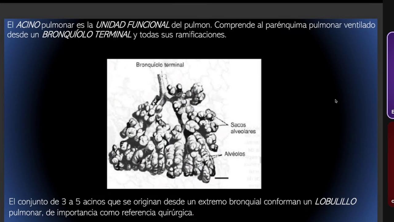PARALELO DE HISTOLOGÍA-APARATO CARDIOVASCULAR. APARATO RESPIRATORIO.APARATO URINARIO