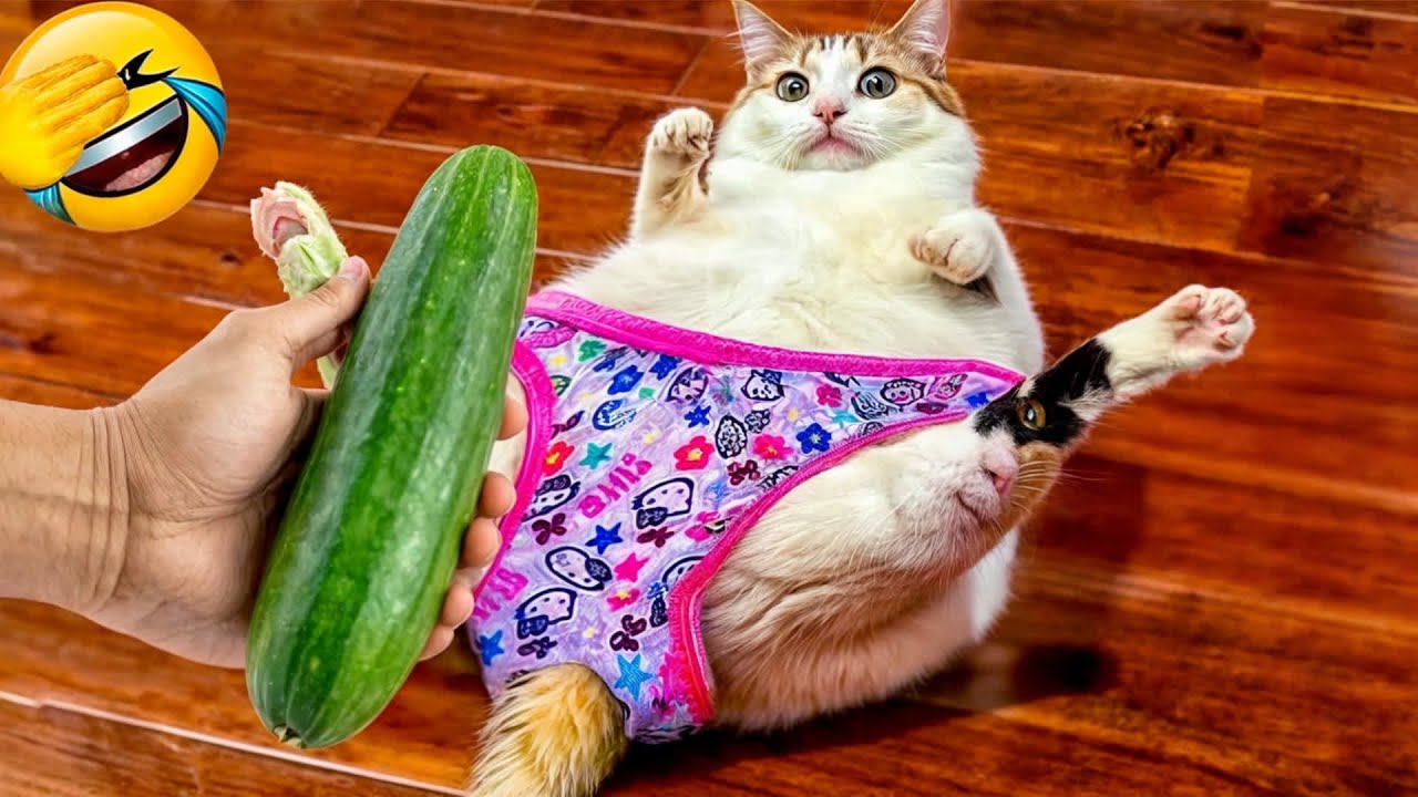 The funniest pet comedy movie of 2026 that you've ever seen 🍥 #funny_videos #animals #funny_animals