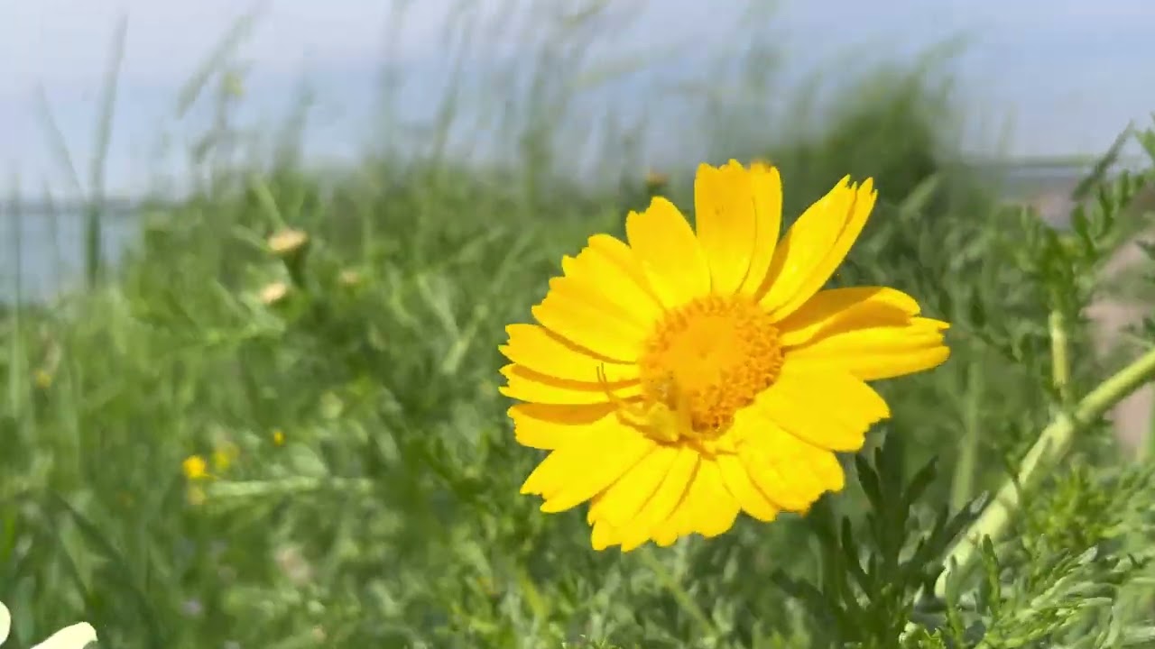 Crab Spider: Adaptation (Gryneion - Anatolia - Sarı Yenge&ccedil; &Ouml;r&uuml;mceği) &copy;