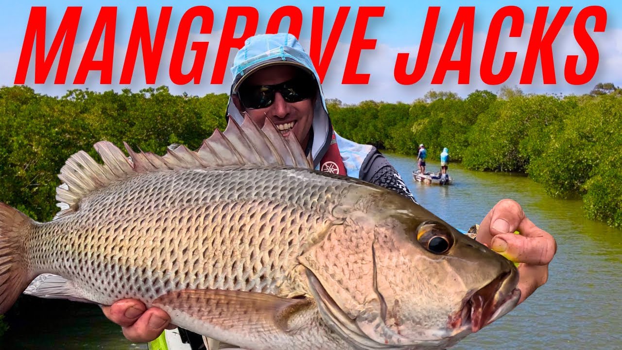 Snag Bashin' Mangrove Jacks 🔥
