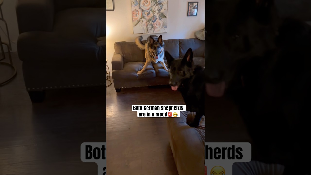 Zeus and Luna are both in a mood and let us know about it🚨🤣#germanshepherd #gsd #dog #shortsfeed
