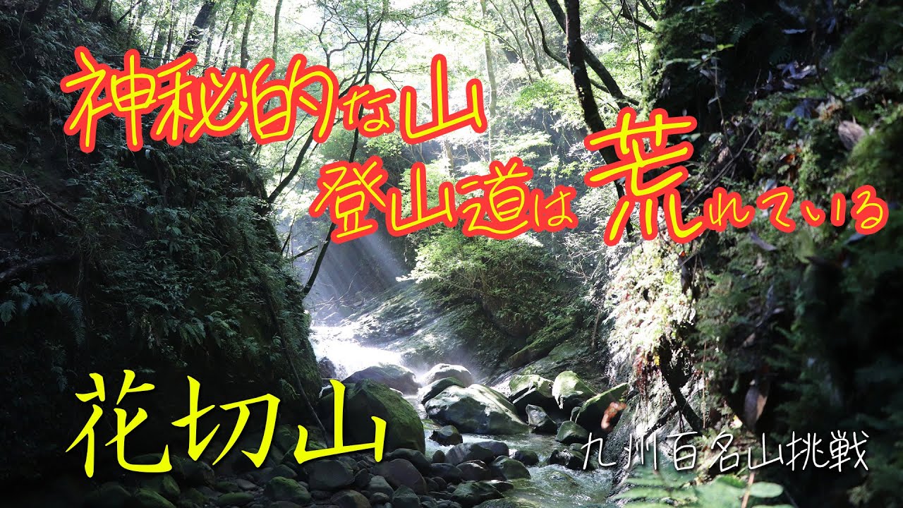 【九州百名山】669mの低山（花切山）に登ったのに登山道荒れすぎてて迷いまくり。でも、木漏れ陽や緑のコントラスト素敵すぎて惚れ惚れした山歩きでした。