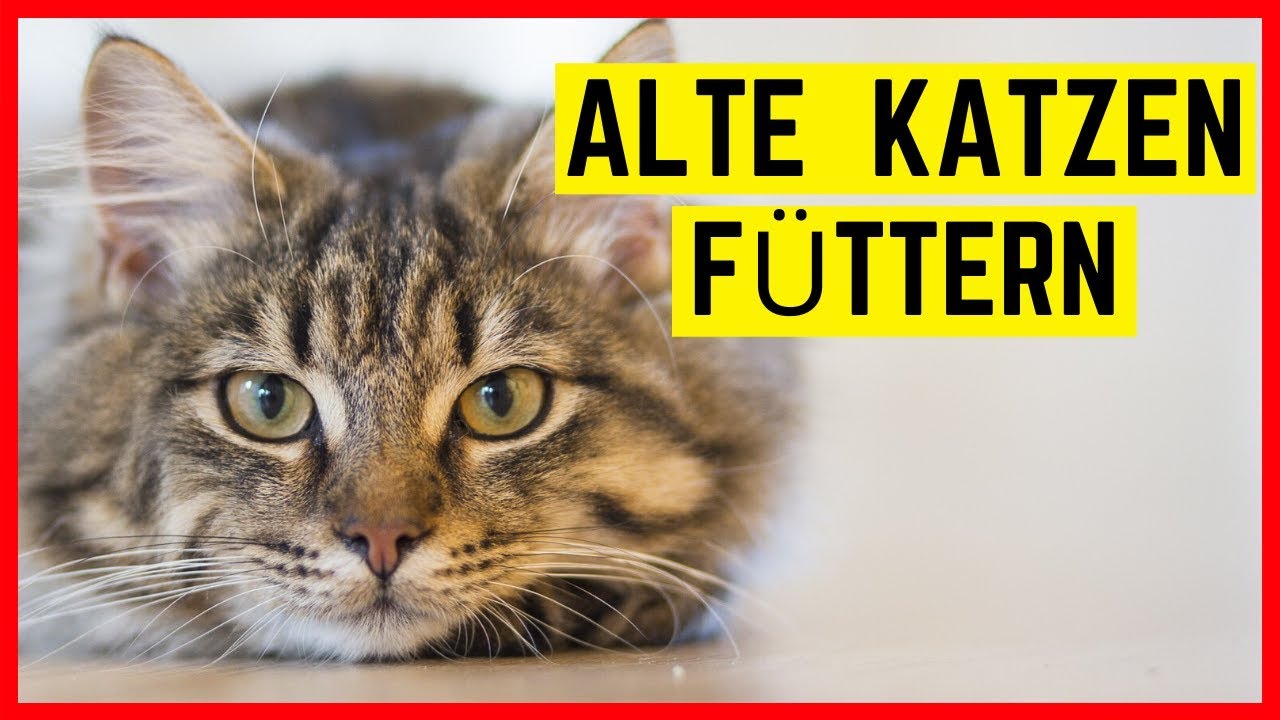 ALTE KATZEN FUTTER | Senior Katzen richtig f&uuml;ttern