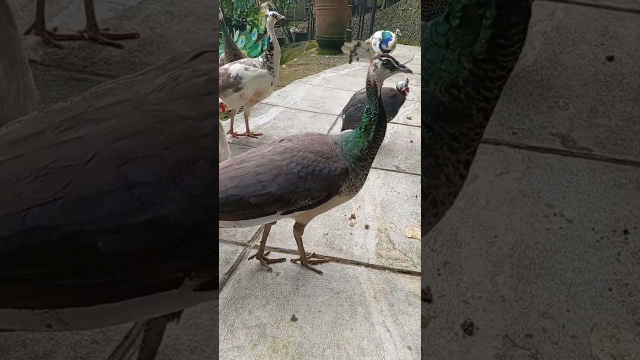Peacocks at the giant aviary
