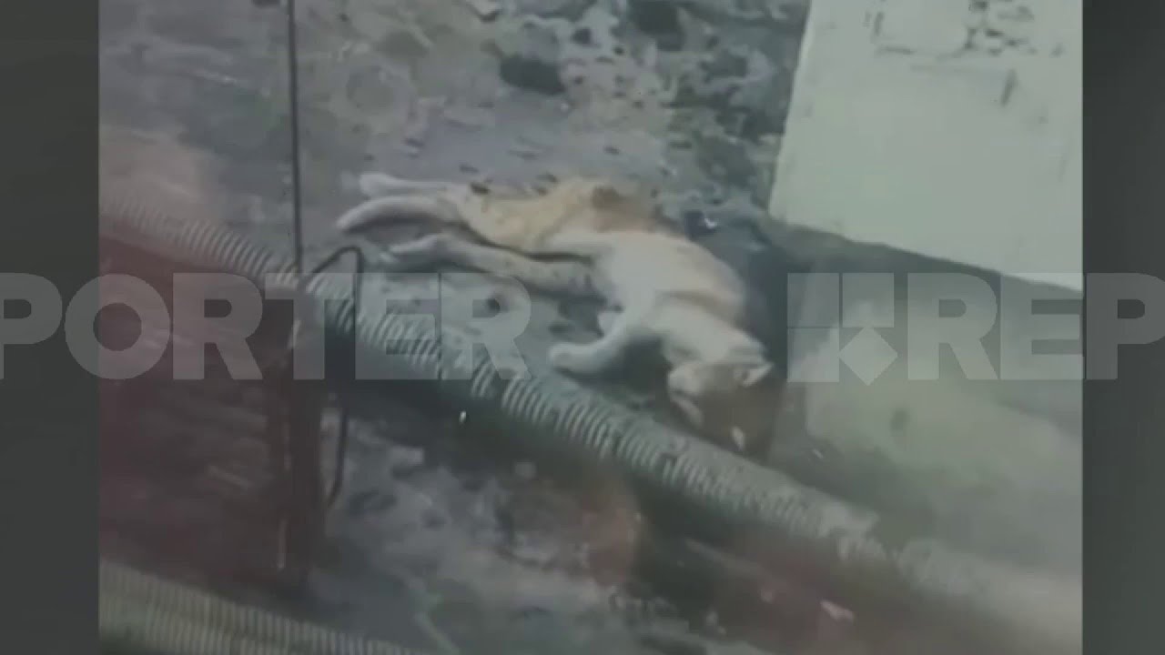 മെട്രോ പില്ലറിൽ അവശനിലയിൽ പൂച്ച; അടിയന്തരമായി രക്ഷിക്കണമെന്ന് മൃഗസ്നേഹികൾ