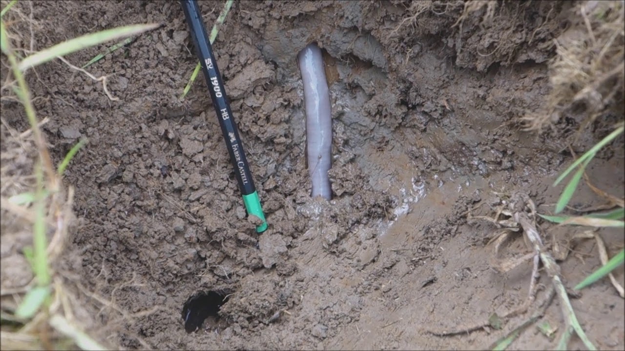 Giant Gippsland Earthworm moving within it's underground burrow