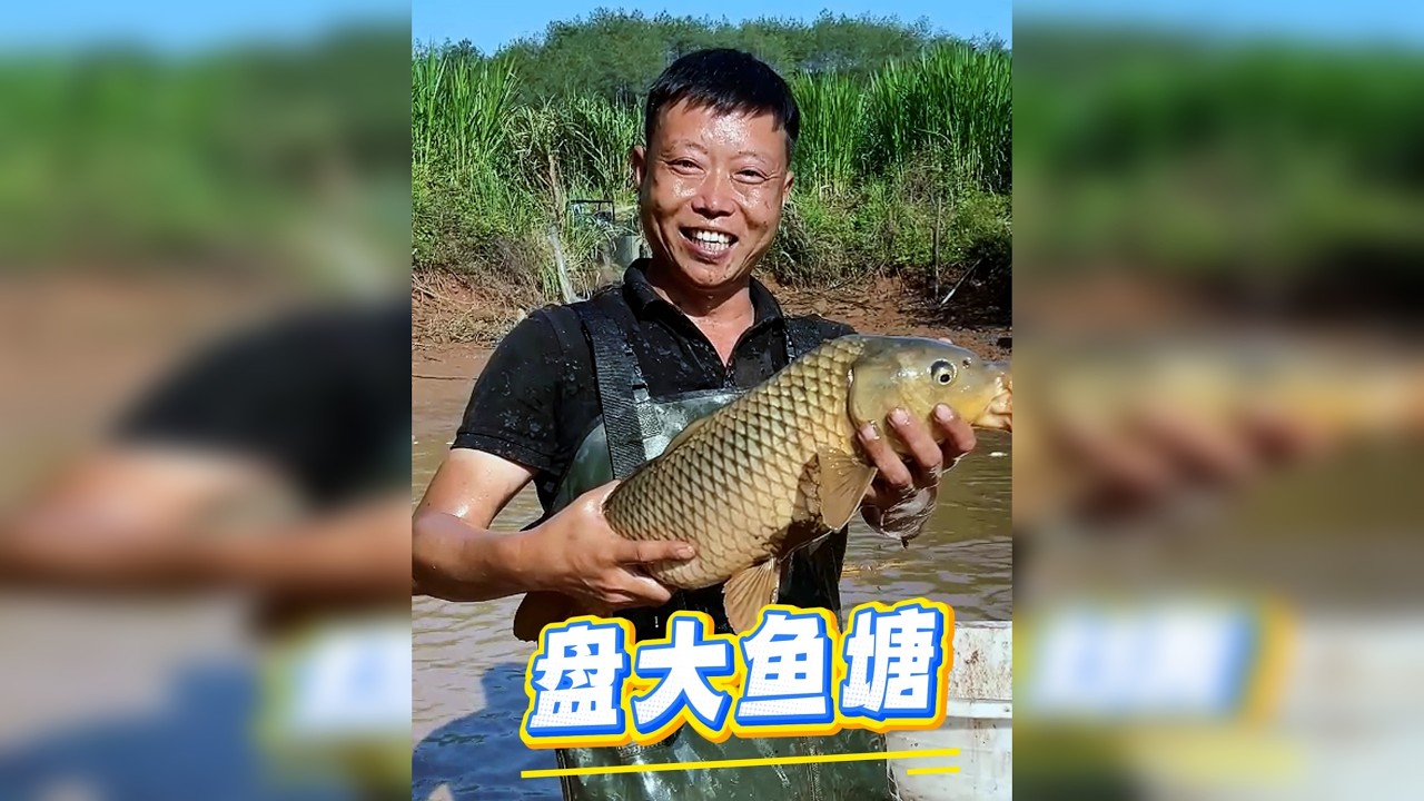 2600元承包多年未干的鱼塘，里面的大鱼成群