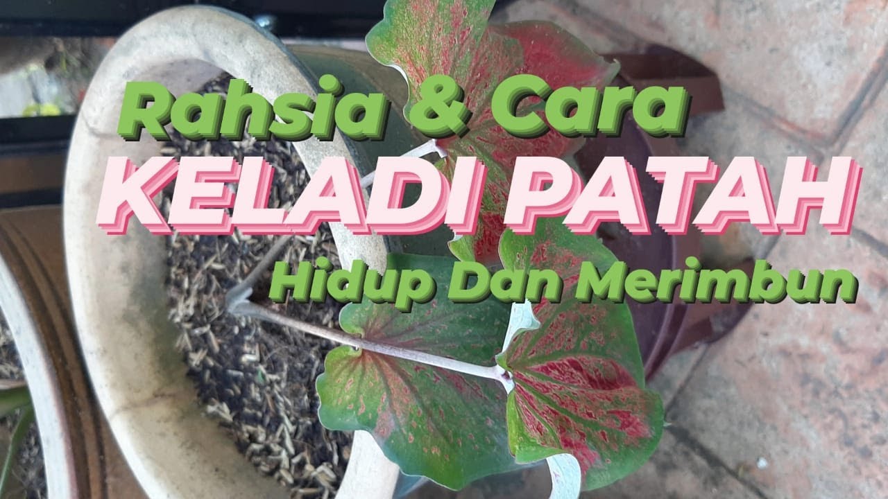 RAHSIA DAN CARA KELADI PATAH MERIMBUN : (V56) Buat Cara Ini Keladi Patah Lebih Rimbun.