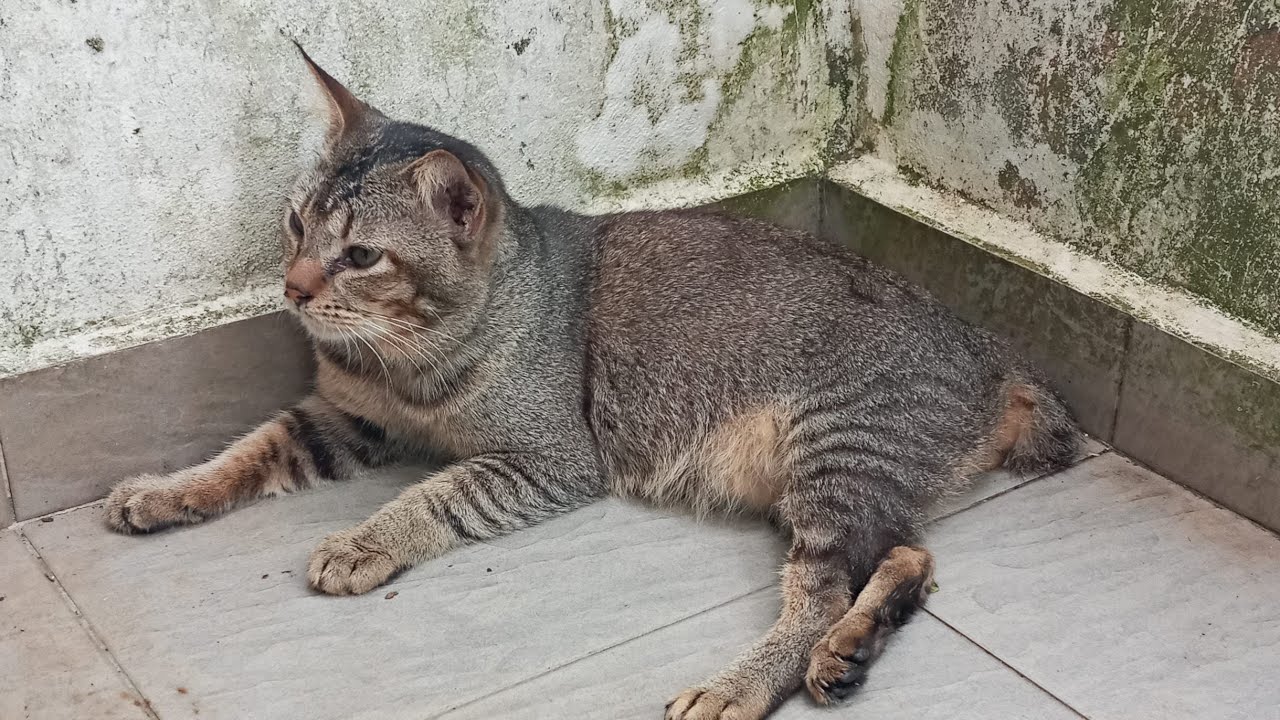 Cats & kittens are 875 & 784 & 710 & 627 & 526 & 509 & 461 & 385 & 270 & 232 & 132 &292 &226 &124&90