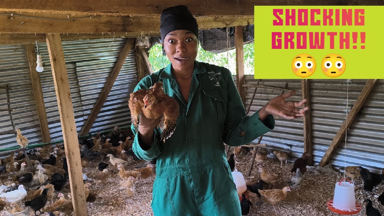 1.5 Month-Old Kienyeji Chicks Update// Growth and Sales Update