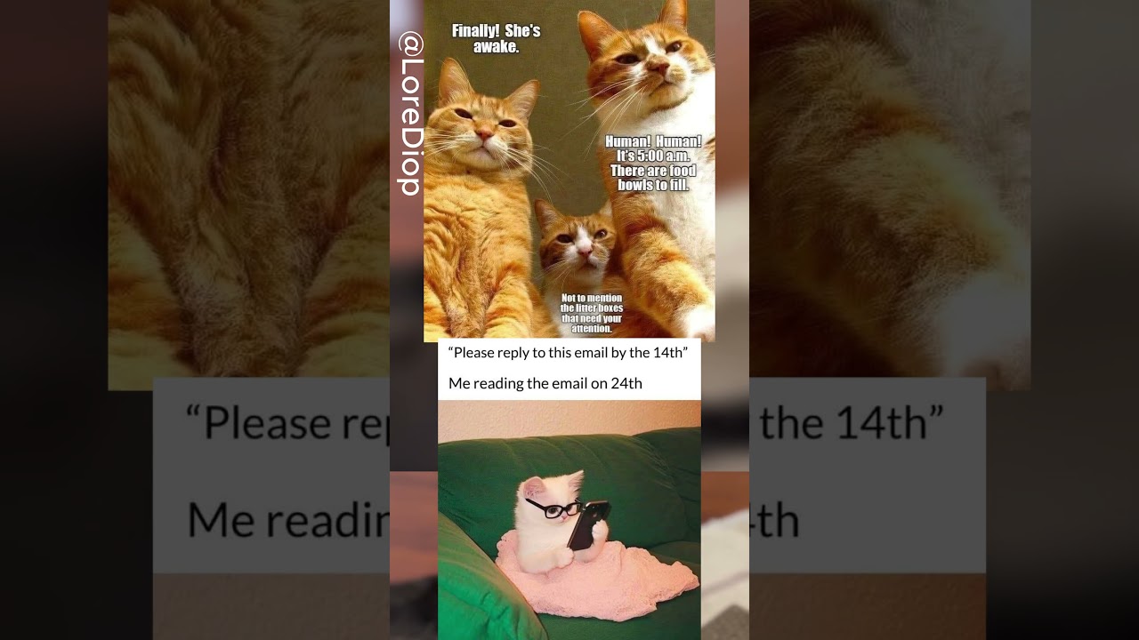 ⏰ The 5AM Feline Council Has Convened