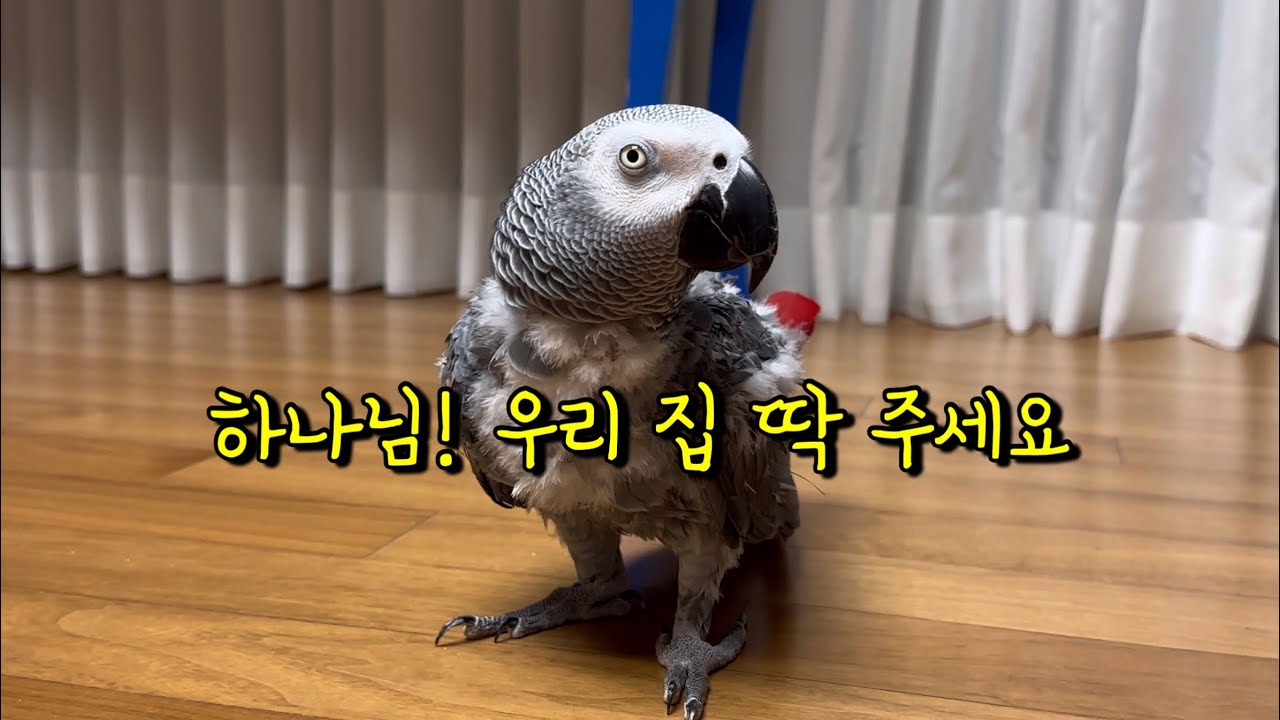 기도가 너무 귀여운 앵무새 / 주기도문 하는 앵무새 #김루이장로님