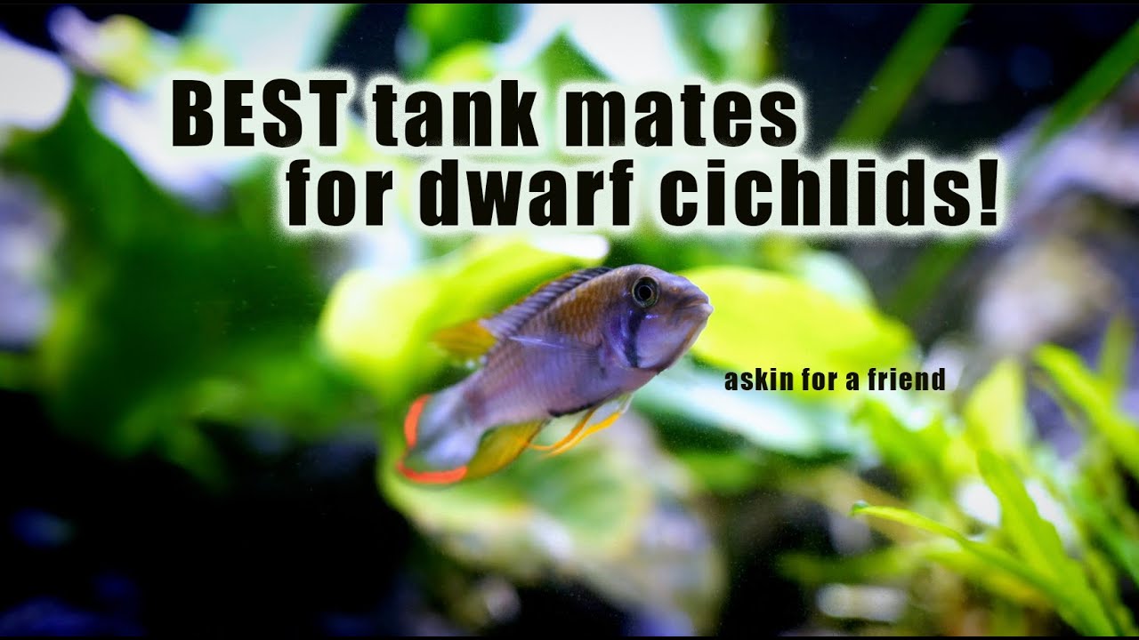 BEST dwarf cichlids and TANK MATE options for your 20 gallon!