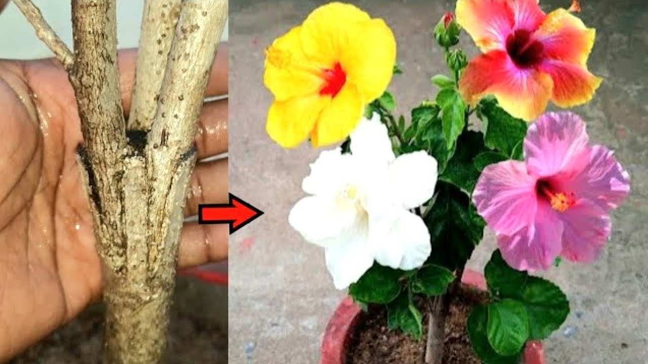 How To Get Multiple Color Flowers On A Single Hibiscus Plant 