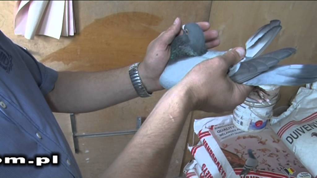 Marek Trzaska - Cechy dobrego gołębia