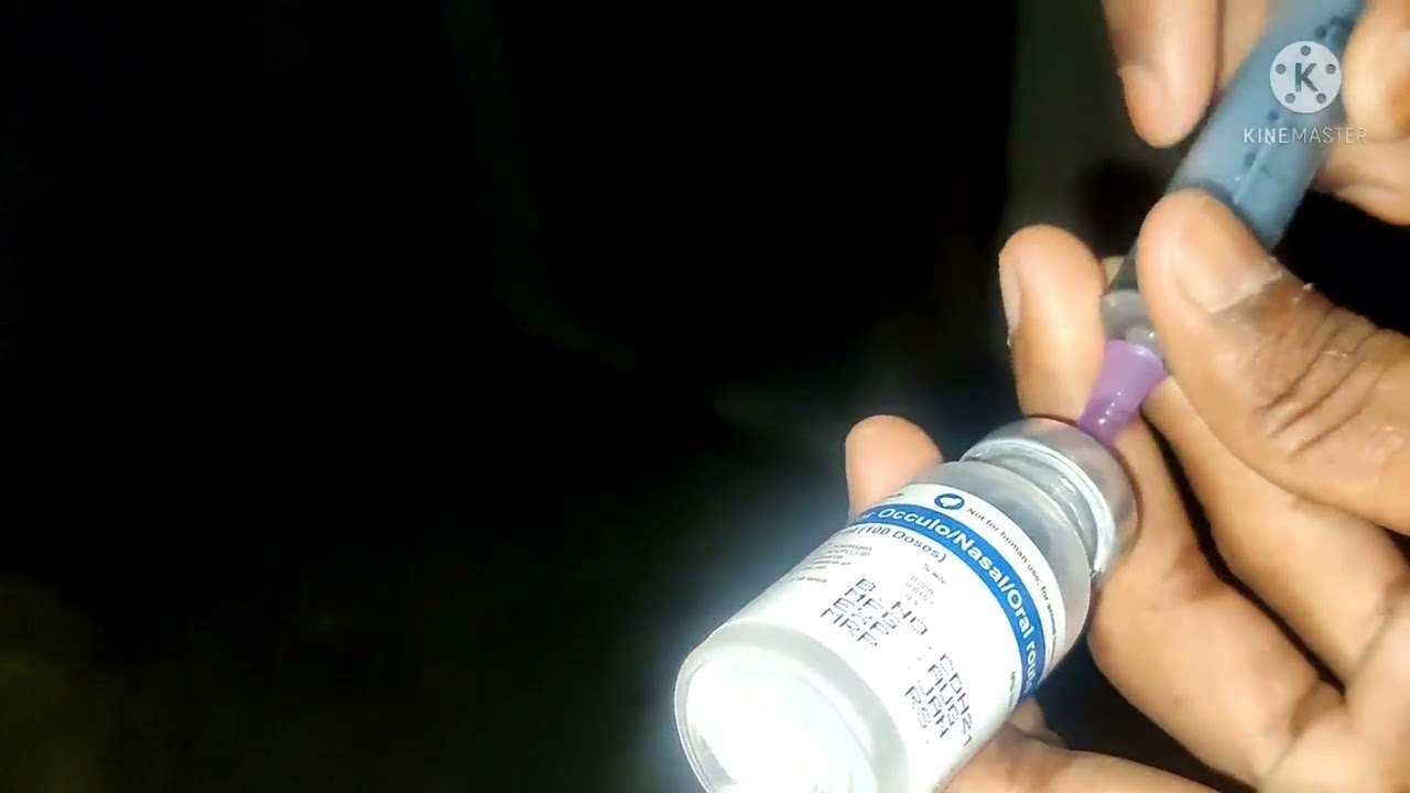Lasota vaccine Desi kukuda|| 7 Day chiks sonali kukuda
