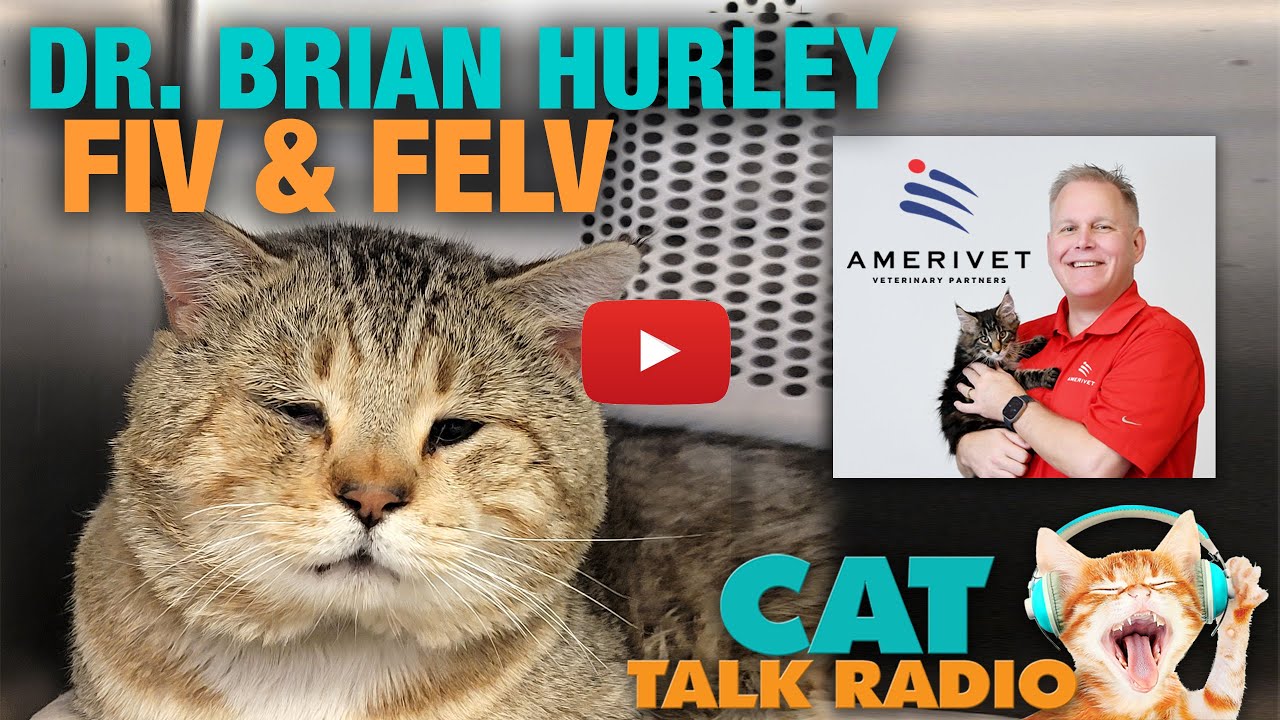 Cat Talk Radio - FIV & FeLV with Dr. Brian Hurley