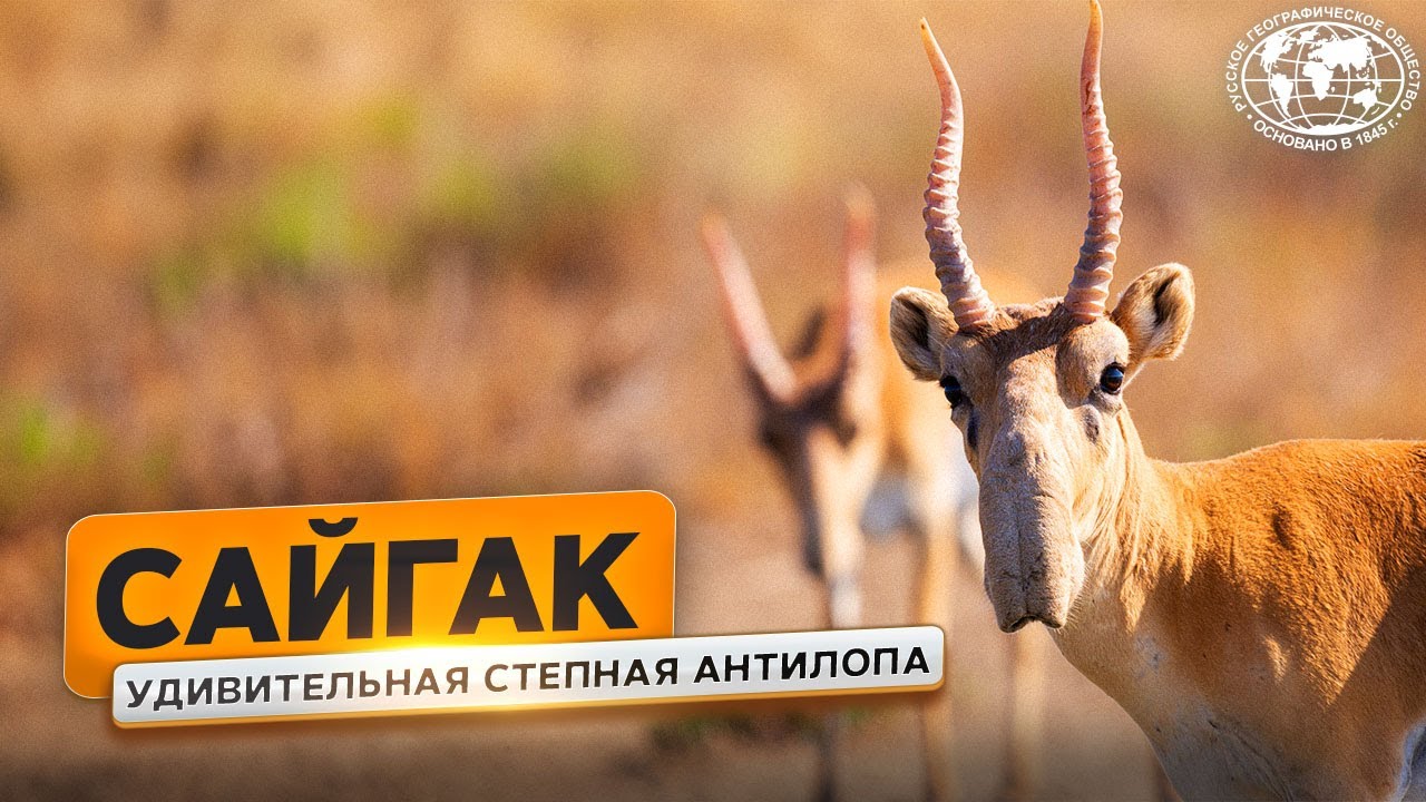 Сайгаки: жемчужина Калмыкии  | @Русское географическое общество
