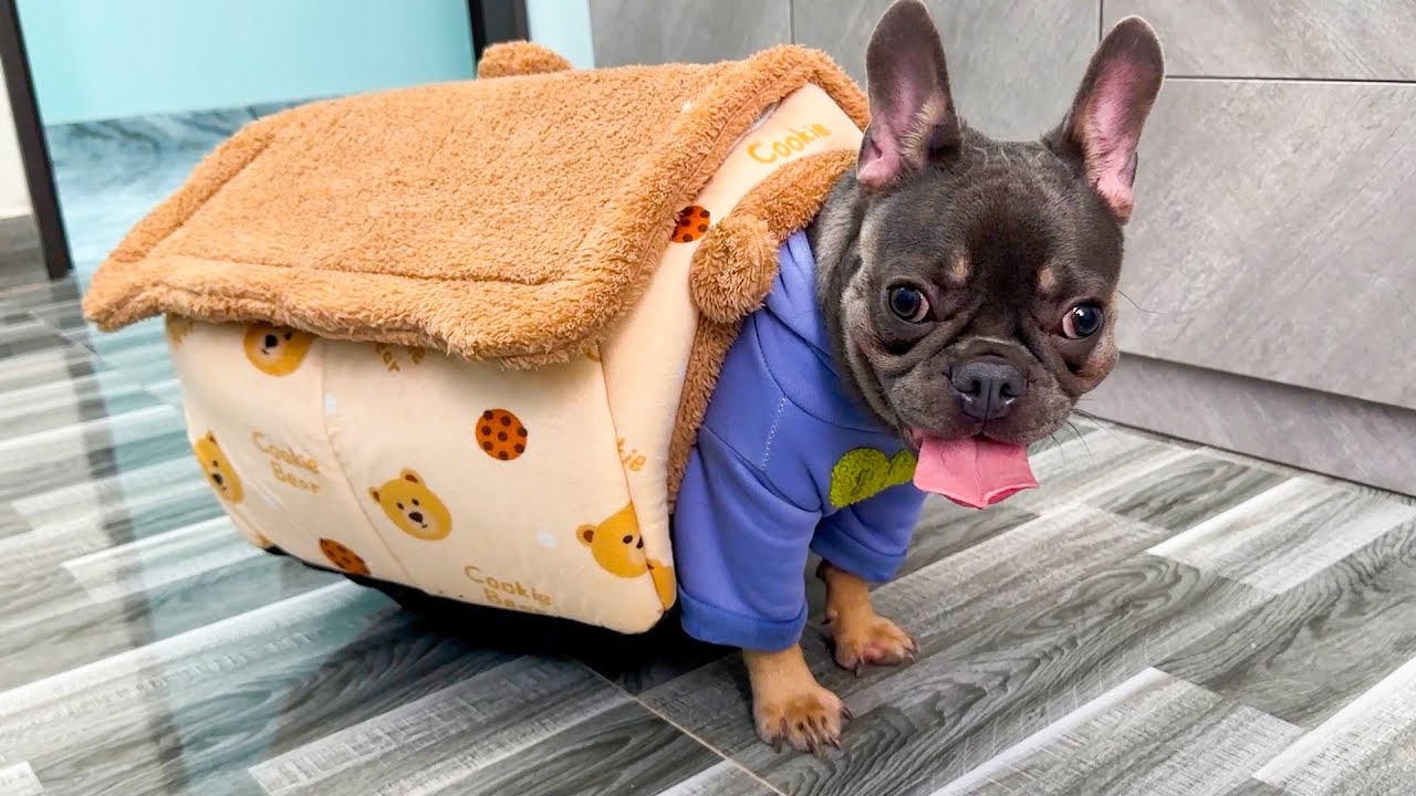 My dog ​​is stuck in Kaka Monkey's stuffed house, it looks so funny