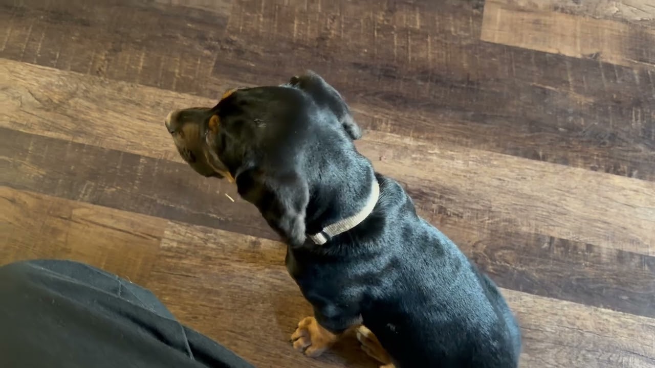 Funniest dog ever!
