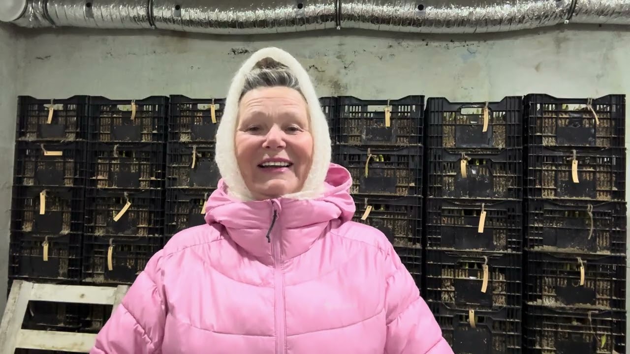 Вынос тюльпанов из хранилища в теплицу 21.01.2026г.
