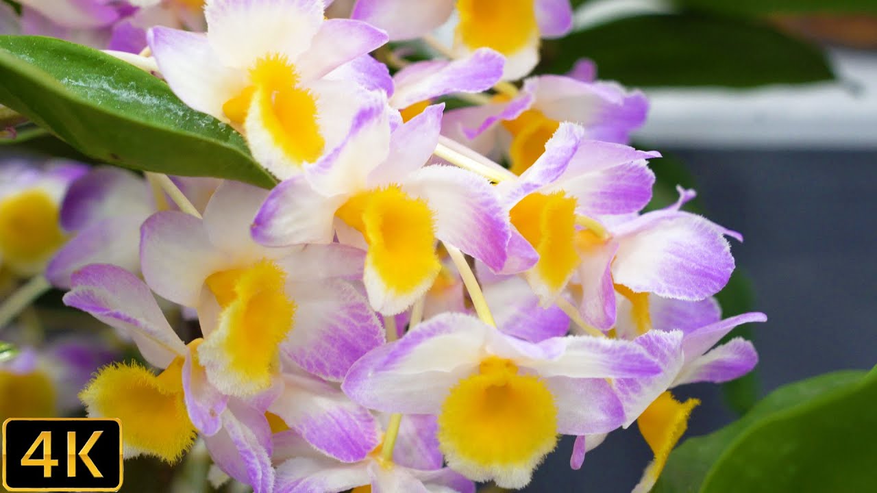 【デンドロビューム】2021年 世界らん展　【Dendrobium】JGP International Orchid and Flower Show 2021.