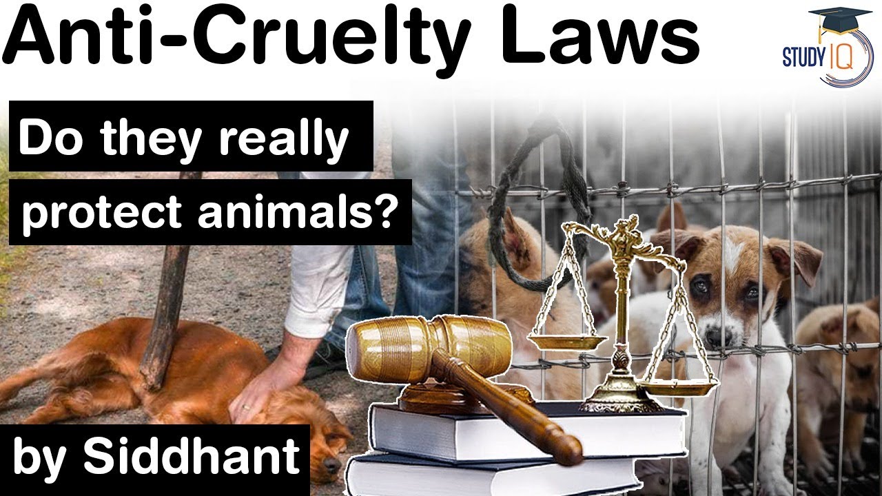 Anti Cruelty Laws in India - Are they really effective in protecting animals? #UPSC #IAS