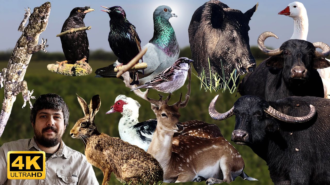 ESPECIES INTRODUCIDAS EN ARGENTINA | DATOS E INFO | EX&Oacute;TICAS Y DOMESTICADAS | PARTE 1