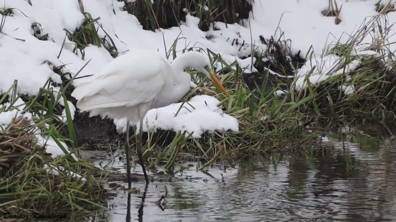Zimująca czapla biała (Ardea alba, great egret), Zakole Wawerskie, Warszawa