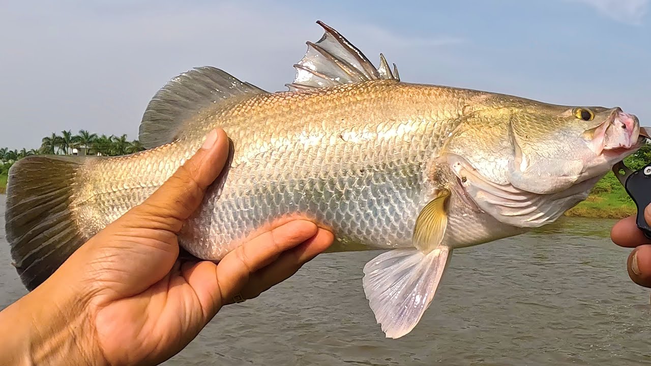 Finally! My Heaviest Barramundi EVER | Ultralight fishing India