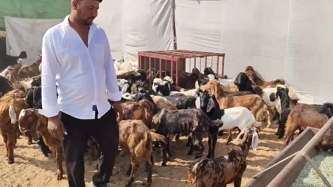 Shiva goat farm Jaipur Rajasthan call 7850891010 all breed available farming and cutting Goat availa