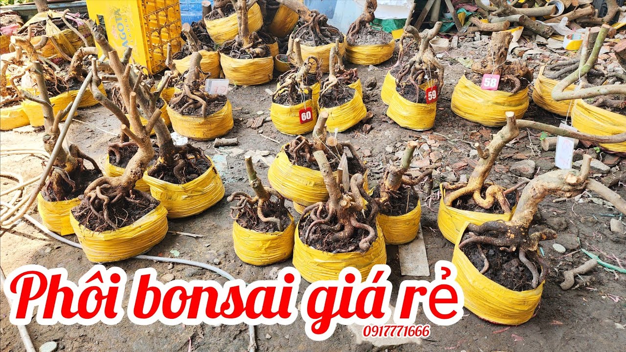 18/3 a Tú 0917771666 phôi mai giảo bonsai đẹp giá rẻ|MaivàngThanhTâm