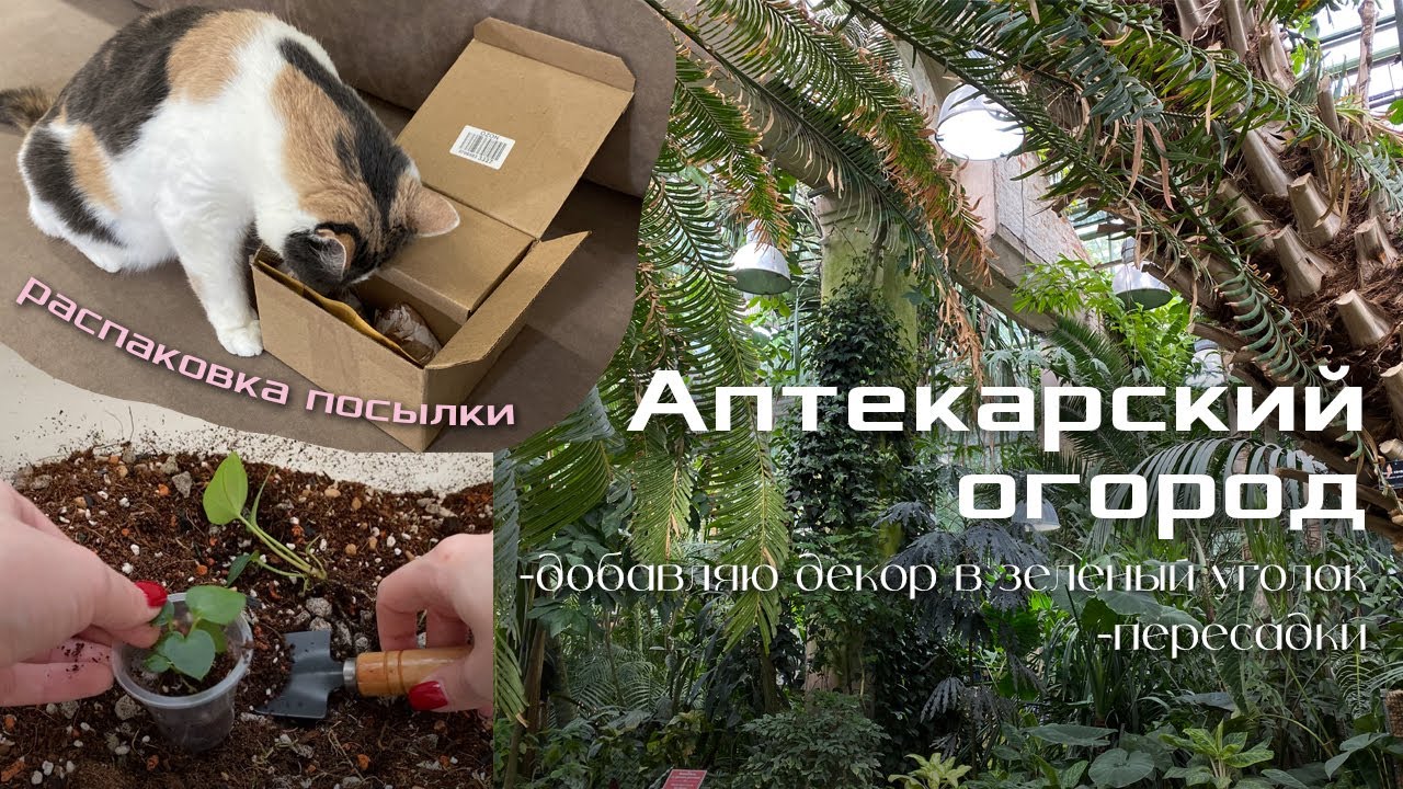 Аптекарский огород | Распаковка посылки от подружки | Немного декора и пересадок