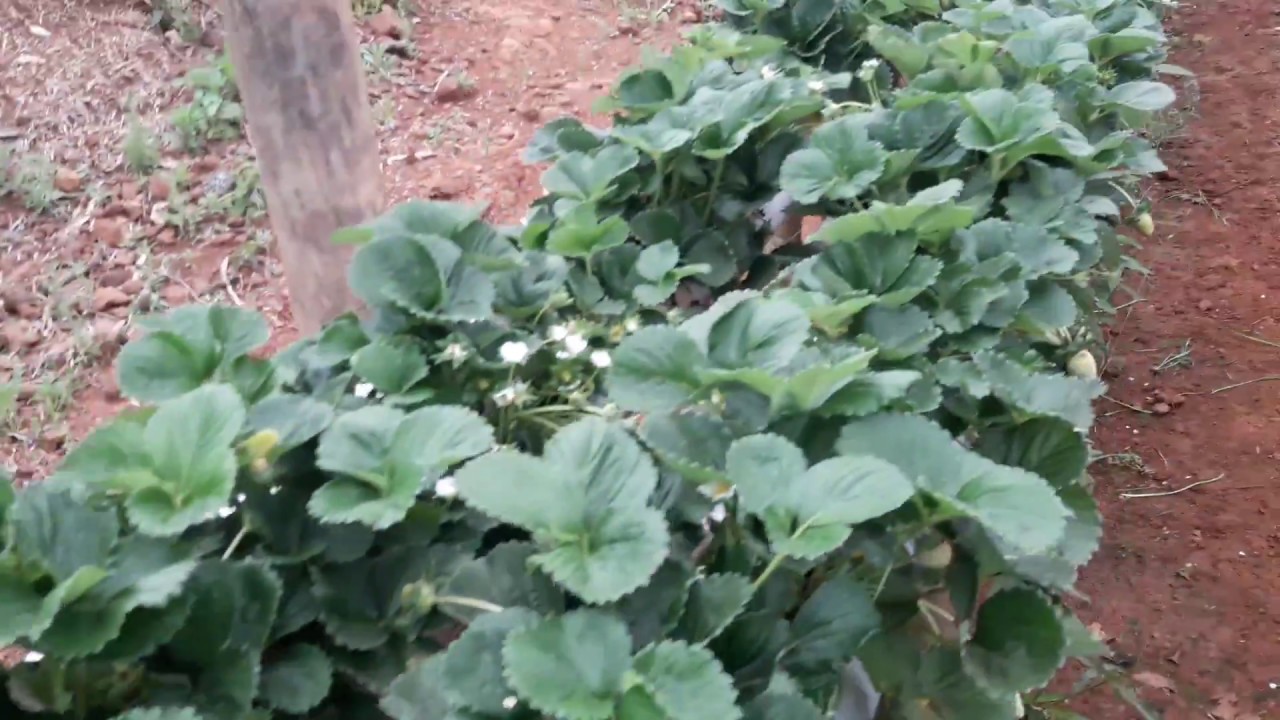 Estufa de morango Com 114 dias