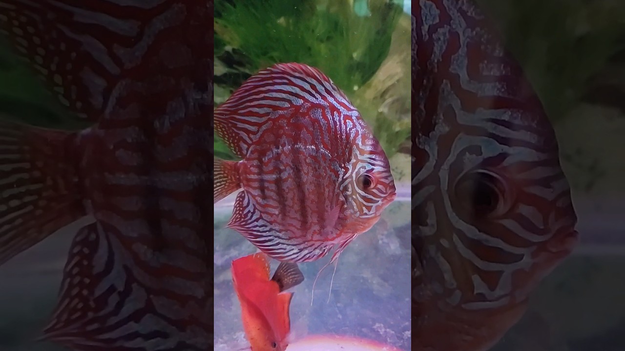 Beautiful Discus Fish