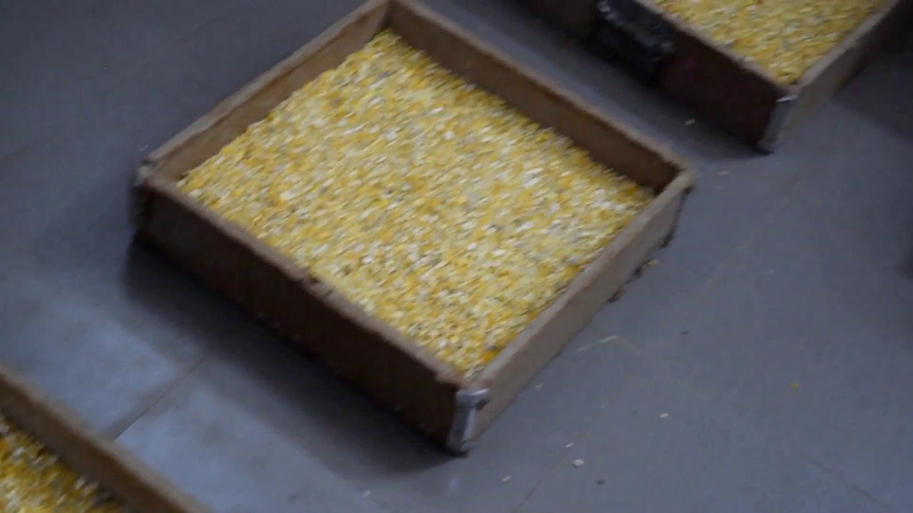 Preparation of Trichogramma biocontrol egg parasitoid