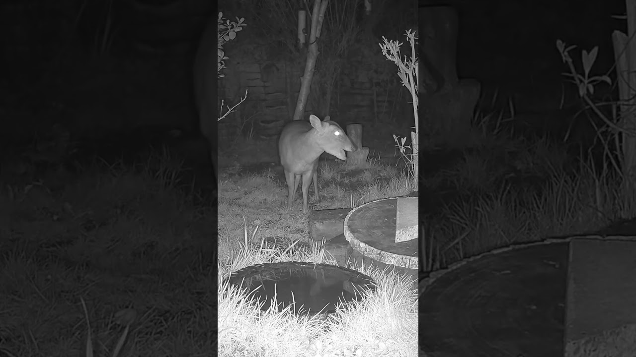 Wild Garden Muntjac Doe #shorts