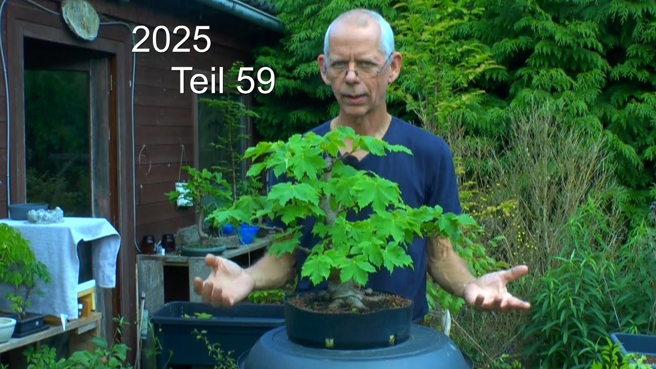 Bonsai und Topfpflanzen im Sommer versorgen. Die Pflege der Bäume im Topf und Schale