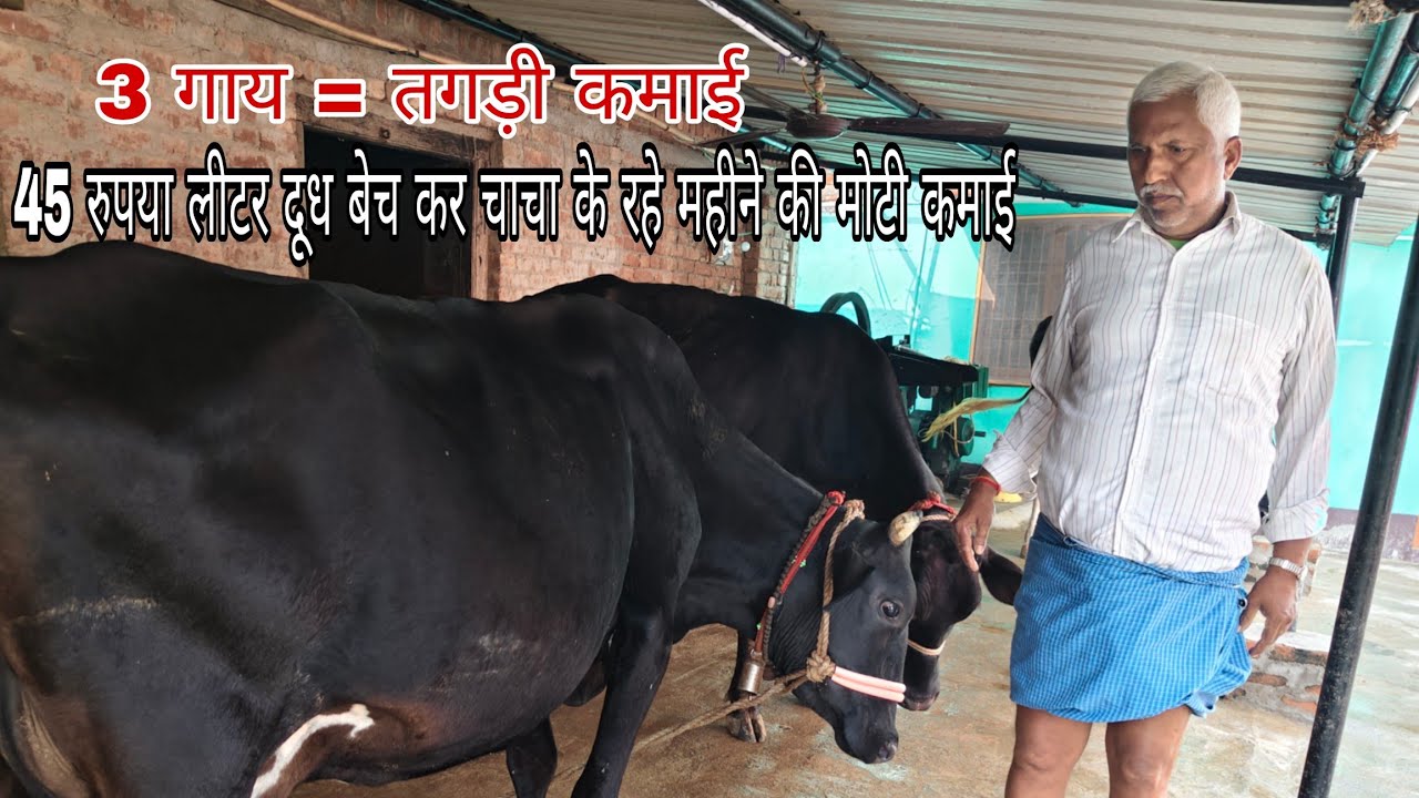 45 रुपये लीटर दूध बेचकर, चाचा 3 गायों से कमा रहे हैं तगड़ा मुनाफा!dairy in Gazipur up