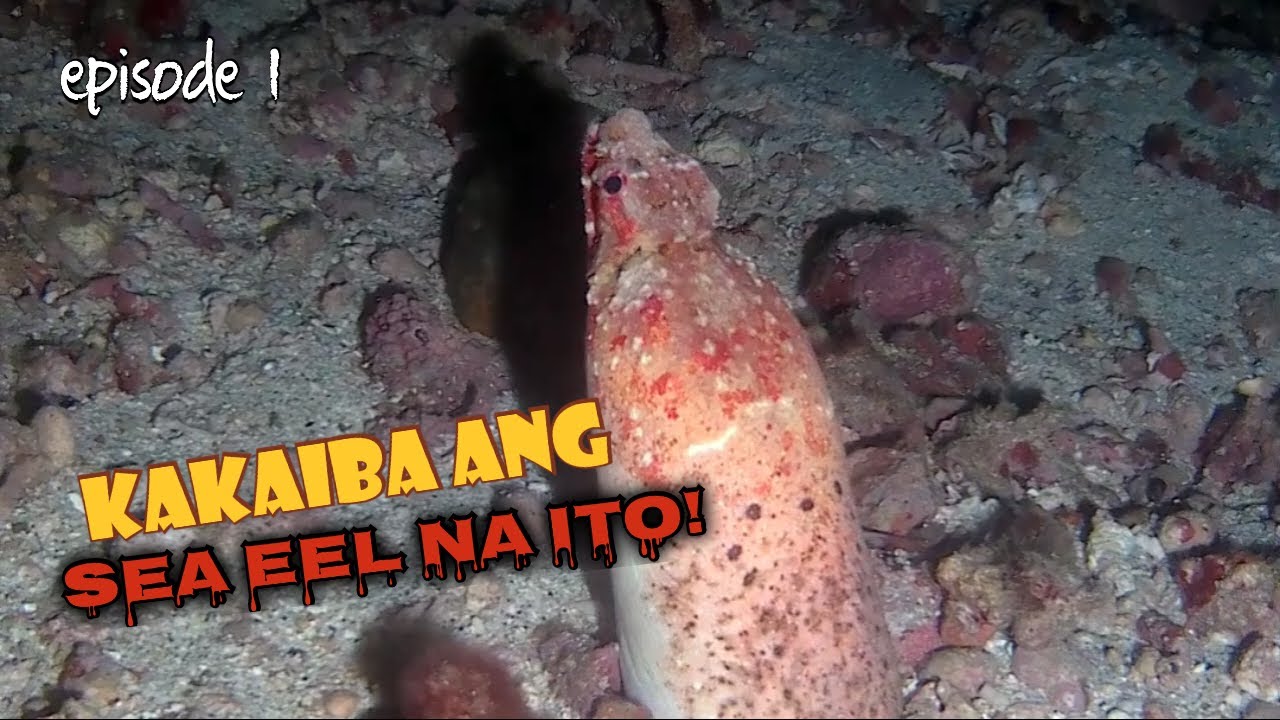 Kaka iba Ang sea eel na ito! /Episode 1.