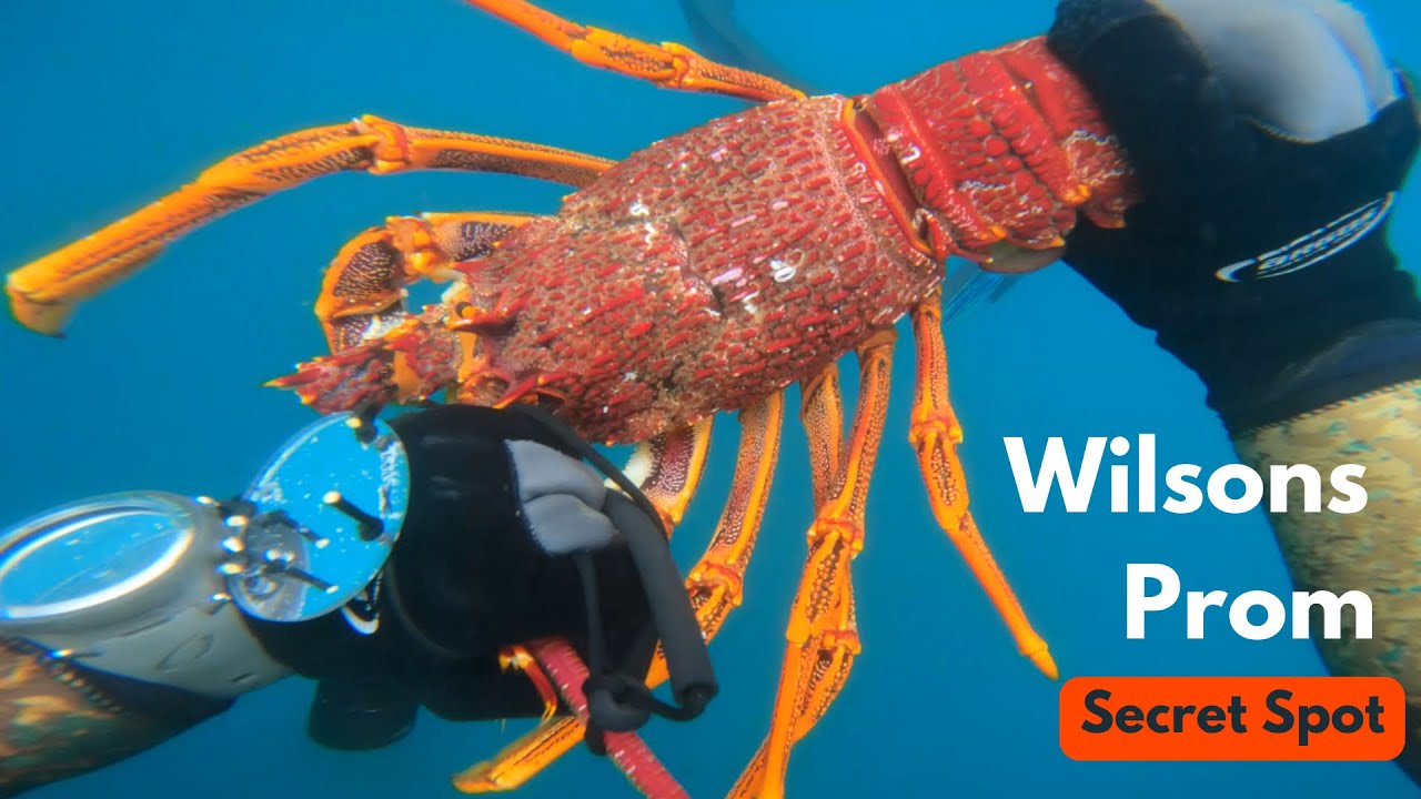Crayfish/Lobster Diving in Wilsons Promontory, Australia