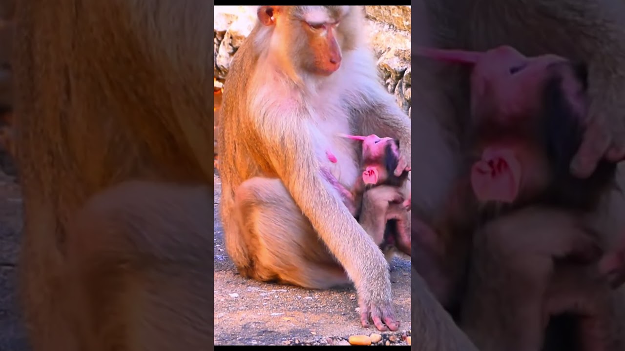 Life of Monkeys: Baby monkey screams because its mother refuses to breastfeed.